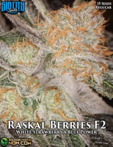 Raskal Berries F2 (regular) - Sin City Seeds