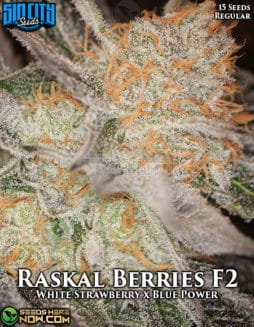 Sin City Seeds - Raskal Berries F2 {REG} [15pk]sin-city-seeds-raskal-berries-f2