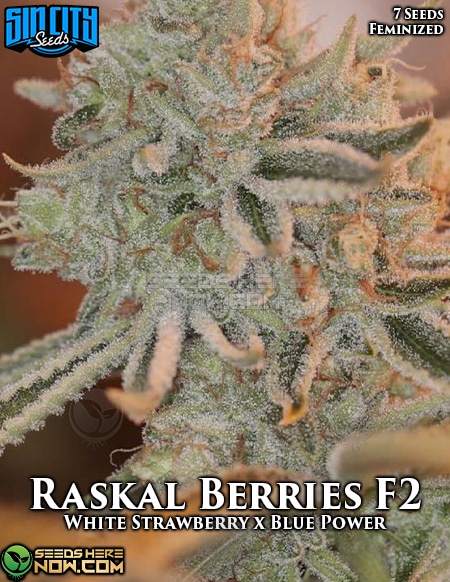 Sin-City-Seeds-Raskal-Berries-F2-Fem