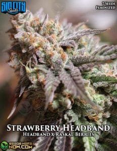 Strawberry headband (feminized) - sin city seeds