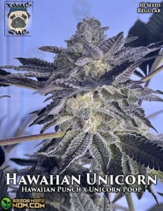 Hawaiian Unicorn (Regular) (space) Thug Pug Genetics