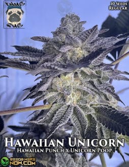 Thug Pug Genetics - Hawaiian Unicorn {REG} [10pk]