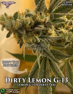 tsk-dirty-lemon-g13
