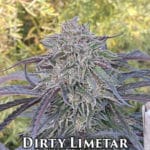 Dirty Limetar (Regular) - The Seed Kompany