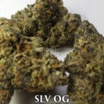 SLV OG (Regular) - The Seed Kompany