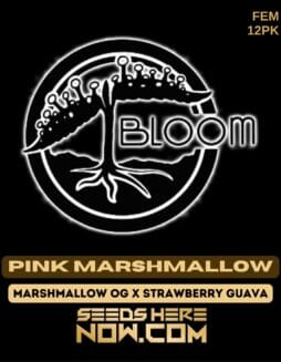 Bloom Seed Co. - Pink Marshmallow {FEM} [12pk]Bloom Pink Marshmallow