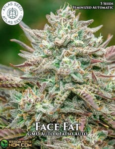 Face Fat (Autoflower) - Atlas Seeds