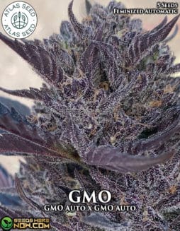 Atlas Seeds - GMO {AUTOFEM} [5pk]GMO