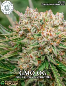 Gmo Og (autoflower) - Atlas Seeds