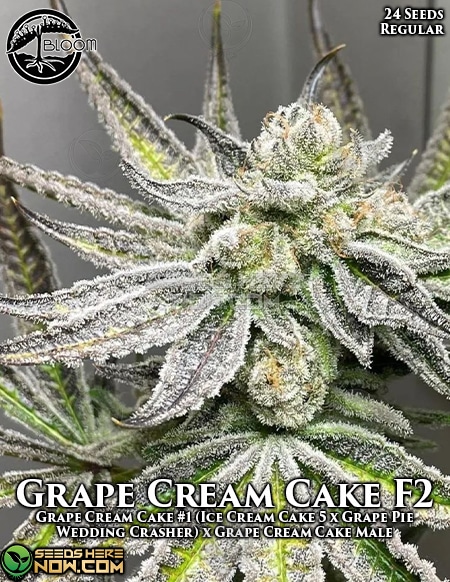 Bloom Seed Co. - Grape Cream Cake F2 {reg} [12pk]