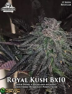 Royal Kush BX10 (Regular) - Emerald Mountain Legacy