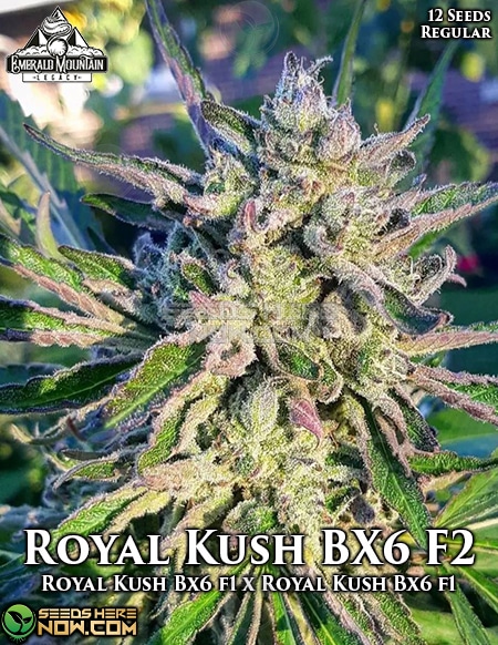 Royal kush BX6 F2