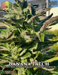Banana Patch (Regular) - Hawaiian Budline