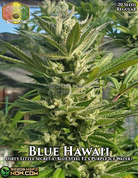 hawaiian-budline-blue-hawaii-20