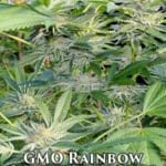GMO Rainbow (Regular) - Hawaiian Budline