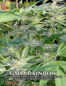 GMO Rainbow (Regular) - Hawaiian Budline