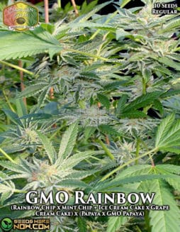 Hawaiian Budline - GMO Rainbow {REG} [10pk]hawaiian-budline-gmo-rainbow-10