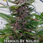 Hawaii By Night (Regular) - Hawaiian Budline