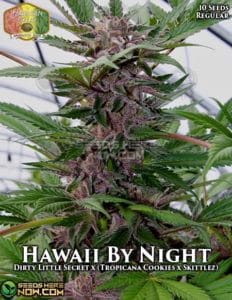Hawaii By Night (Regular) - Hawaiian Budline
