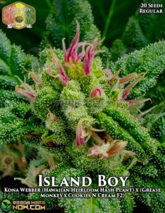 Island Boy (Regular) - Hawaiian Budline