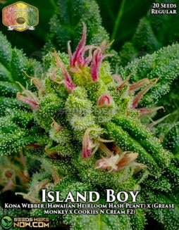 Hawaiian Budline - Island Boy {REG} [20pk]hawaiian-budline-island-boy-20