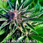 Island Cookies (Regular) - Hawaiian Budline