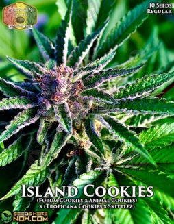hawaiian-budline-island-cookies-10
