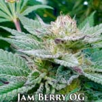 Jam Berry OG (Regular) - Hawaiian Budline