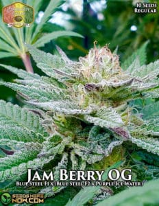 Jam Berry OG (Regular) - Hawaiian Budline