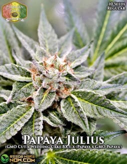 Hawaiian Budline - Papaya Julius {REG} [10pk]papaya-julius