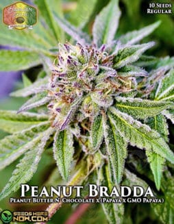 Hawaiian Budline - Peanut Bradda {REG} [10pk]Peanut Bradda