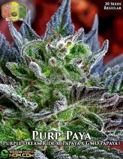 Hawaiian Budline - Purp-Paya {REG} [20pk]purp paya