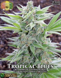 Tropical Blues (Regular) - Hawaiian Budline