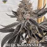 Block Monster (Feminized) - Solfire Gardens