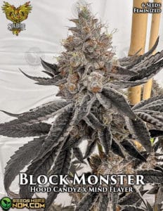 Block monster (feminized) - solfire gardens