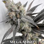 Mega Mind (Feminized) - Solfire Gardens