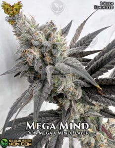Mega mind (feminized) - solfire gardens