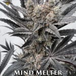 Mind Melter (Feminized) - Solfire Gardens