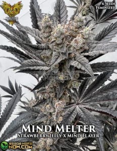 Mind Melter (feminized) - Solfire Gardens