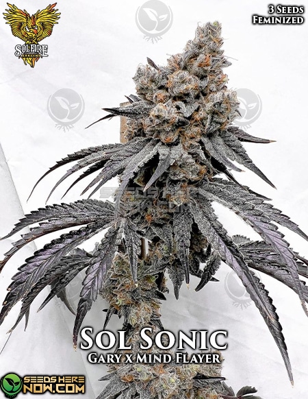 solfire-gardens-sol-sonic-fem-3