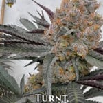 Turnt (Feminized) - Solfire Gardens
