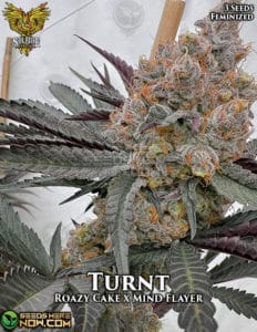 Turnt (feminized) - solfire gardens