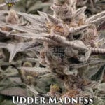 Udder Madness (Feminized) - Solfire Gardens