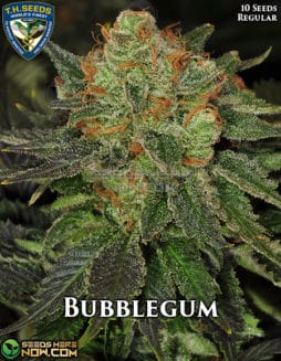 T.H. Seeds - BubbleGum {REG} [10pk]Bubble Gum