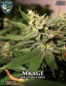 Mkage (regular) - T.h. Seeds