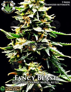 Fancy Beast (autoflower) - Eazy Daze Cultivators