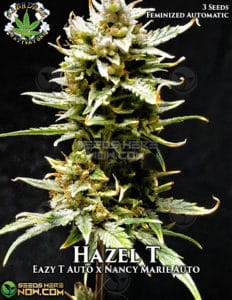 Hazel T (autoflower) - Eazy Daze Cultivators