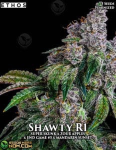 Shawty R1 (feminized) - Ethos Genetics