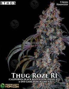 Thug Roze R1 (feminized) - Ethos Genetics