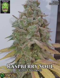 Raspberry Soul (feminized) - Trichome Jungle